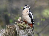 Dendrocopos major 34, Grote bonte specht, Saxifraga-Luuk Vermeer