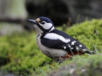 Dendrocopos major 35, Grote bonte specht, Saxifraga-Luuk Vermeer