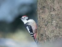 Dendrocopos medius 43, Middelste bonte specht, Saxifraga-Luuk Vermeer