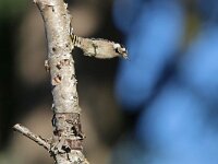 Dendrocopos minor, Lesser Spotted Woodpecker
