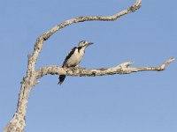 Dendrocopos syriacus, Syrian Woodpecker