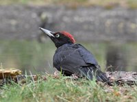 Dryocopus martius 18, Zwarte specht, Saxifraga-Luuk Vermeer