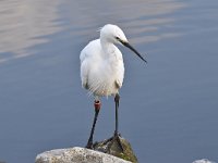 Egretta garzetta 117, Kleine zilverreiger, Saxifraga-Luuk Vermeer