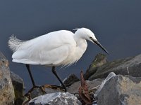 Egretta garzetta 119, Kleine zilverreiger, Saxifraga-Luuk Vermeer