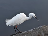 Egretta garzetta 120, Kleine zilverreiger, Saxifraga-Luuk Vermeer