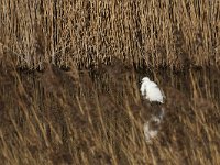 Egretta garzetta 128, Kleine Ziverreiger, Saxifraga-Peter Meininger