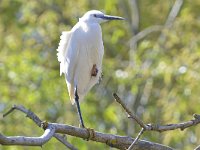 Egretta garzetta 131, Kleine zilverreiger, Saxifraga-Tom Heijnen