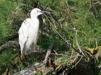 Egretta garzetta 133, Kleine zilverreiger, Saxifraga-Tom Heijnen