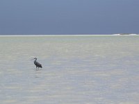 Egretta gularis, Western Reef Egret