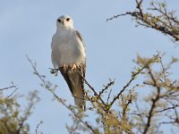 Elanus caeruleus 5, Grijze wouw, Saxifraga-Tom Heijnen