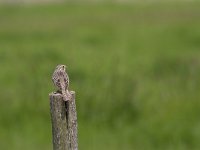 Emberiza calandra 28, Grauwe gors, Saxifraga-Jan Nijendijk