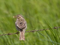 Emberiza calandra 34, Grauwe gors, Saxifraga-Jan Nijendijk