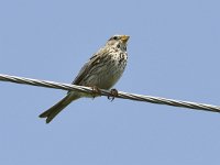 Emberiza calandra 36, Grauwe gors, Saxifraga-Tom Heijnen