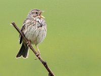 Emberiza calandra 37, Grauwe gors, Saxifraga-Tom Heijnen