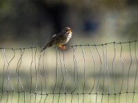 Emberiza calandra 39, Grauwe gors, Saxifraga-Bart Vastenhouw