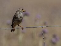 Emberiza calandra 40, Grauwe gors, adult, Saxifraga-Theo Verstrael