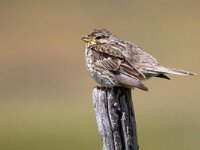 Emberiza calandra 42, Grauwe gors, Saxifraga-Bart Vastenhouw