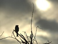 Emberiza calandra 49, Grauwe gors, adult, Saxifraga-Theo Verstrael