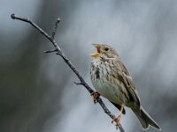 Emberiza calandra 52, Grauwe gors, adult, Saxifraga-Theo Verstrael
