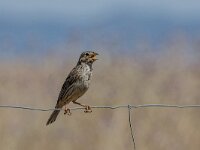 Emberiza calandra 55, Grauwe gors, adult, Saxifraga-Theo Verstrael