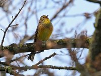 Emberiza citrinella 106, Geelgors, Saxifraga-Hans Dekker