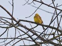 Emberiza citrinella 109, Geelgors, Saxifraga-Tom Heijnen