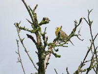 Emberiza citrinella 110, Geelgors, Saxifraga-Tom Heijnen