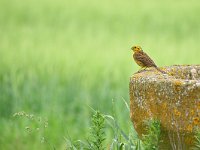 Emberiza citrinella 111, Geelgors, Saxifraga-Tom Heijnen