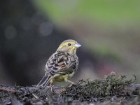 Emberiza citrinella 65, Geelgors, Saxifrag-Luuk Vermeer