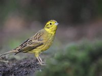 Emberiza citrinella 70, Geelgors, Saxifrag-Luuk Vermeer