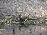 Emberiza citrinella 71, Geelgors, Saxifrag-Luuk Vermeer