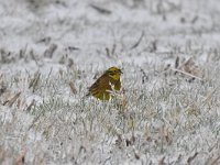 Emberiza citrinella 78, Geelgors, Saxifrag-Luuk Vermeer