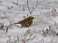 Emberiza citrinella 79, Geelgors, Saxifrag-Luuk Vermeer