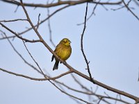 Emberiza citrinella 80, Geelgors, Saxifrag-Luuk Vermeer