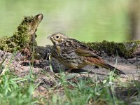 Emberiza citrinella 86, Geelgors, Saxifrag-Luuk Vermeer