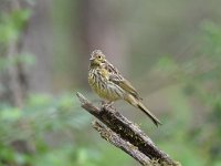 Emberiza citrinella 92, Geelgors, Saxifrag-Luuk Vermeer