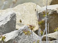 Emberiza hortulana 6, Ortolaan, Saxifraga-Tom Heijnen