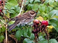 Emberiza pusilla 10, Dwerggors, Saxifraga-Bart Vastenhouw