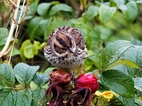 Emberiza pusilla 11, Dwerggors, Saxifraga-Bart Vastenhouw