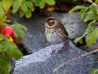 Emberiza pusilla 14, Dwerggors, Saxifraga-Bart Vastenhouw