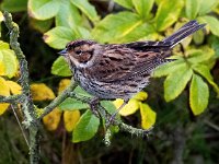 Emberiza pusilla 9, Dwerggors, Saxifraga-Bart Vastenhouw