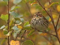 Emberiza pusilla, Little Bunting