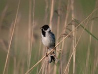 Emberiza schoeniclus 101, Rietgors, Saxifraga-Luuk Vermeer