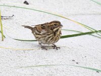 Emberiza schoeniclus 105, Rietgors, Saxifraga-Bart Vastenhouw
