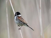 Emberiza schoeniclus 109, Rietgors, Saxifraga-Luuk Vermeer