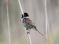 Emberiza schoeniclus 110, Rietgors, Saxifraga-Luuk Vermeer