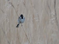 Emberiza schoeniclus 112, Rietgors, Saxifraga-Luuk Vermeer