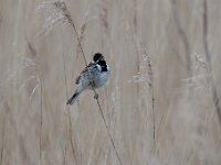 Emberiza schoeniclus 113, Rietgors, Saxifraga-Luuk Vermeer