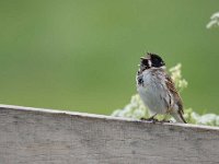 Emberiza schoeniclus 117, Rietgors, Saxifraga-Luuk Vermeer