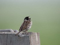 Emberiza schoeniclus 119, Rietgors, Saxifraga-Luuk Vermeer